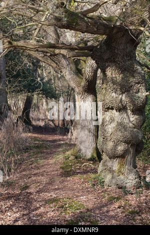 Englische Eichen (Quercus Robur). Reihe von Baumstämmen wachsen entlang der Linie von einer Zeit Hecke. Hickling. Norfolk. VEREINIGTES KÖNIGREICH. Stockfoto