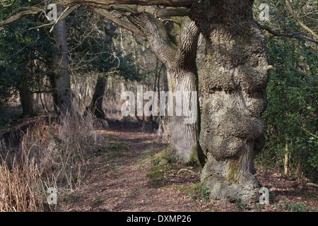 Englische Eichen (Quercus Robur). Reihe von Baumstämmen wachsen entlang der Linie von einer Zeit Hecke. Hickling. Norfolk. VEREINIGTES KÖNIGREICH. Stockfoto