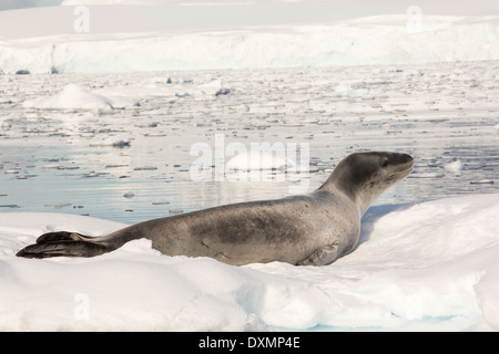 Ein Seeleopard (Hydrurga Leptonyx) holte auf einem Eisberg im Drygalski Fjord, Stockfoto