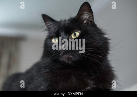 Black Cat-Porträt. Stockfoto