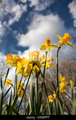 Narzissen-Narcissus Pseudonarcissus, Fastenzeit Lilly Stockfoto