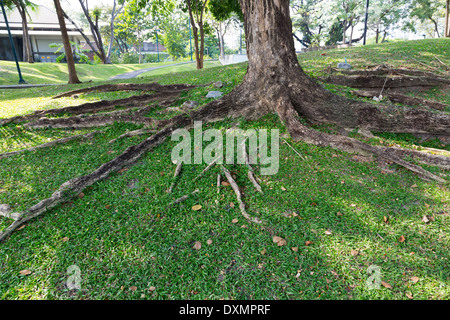 Großen Wurzeln im Benjakitti Park in Bangkok, Thailand Stockfoto