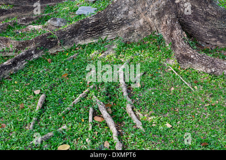 Großen Wurzeln im Benjakitti Park in Bangkok, Thailand Stockfoto