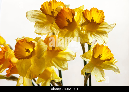 Narzissen-Narcissus Pseudonarcissus, Fastenzeit Lilly Stockfoto