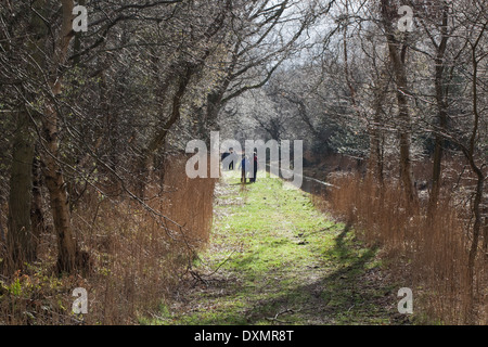 Dykeside zu Fuß. Freizeit Wanderer. März; Broadland. Hickling. Norfolk. East Anglia. Stockfoto