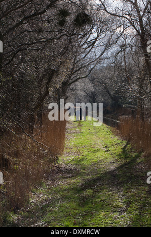 Dykeside zu Fuß. Freizeit Wanderer. März; Broadland. Hickling. Norfolk. East Anglia. Stockfoto