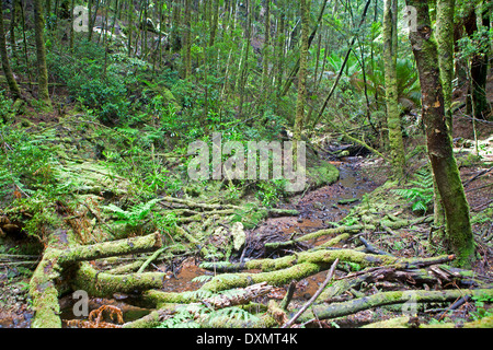 Stream im Tarkine Regenwald Stockfoto