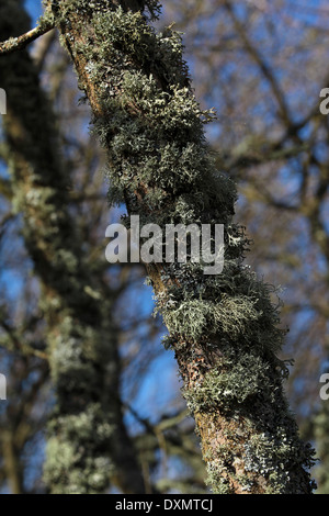 Baumstamm mit Flechten, überhängenden alten überflutet Titchfield Canal bei Meon Ufer. Stockfoto