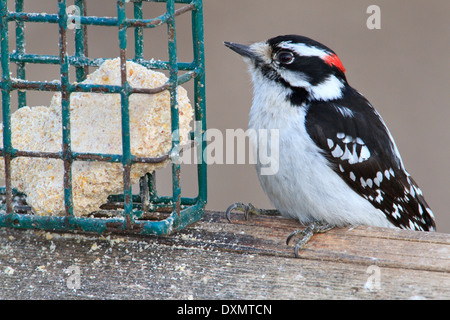 Erwachsene männliche Dunenspecht (Picoides Pubescens) am Futterhäuschen Suet. Stockfoto