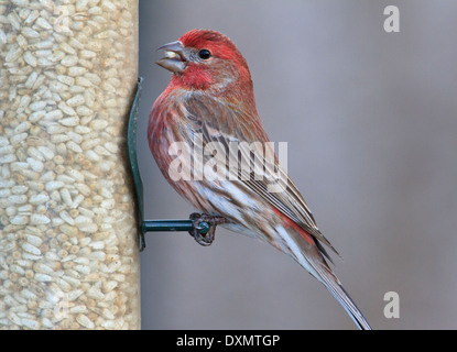 Männliche Haus Fink (Carpodacus Mexicanus) am Vogelhäuschen. Stockfoto