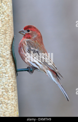 Männliche Haus Fink (Carpodacus Mexicanus) am Vogelhäuschen. Stockfoto