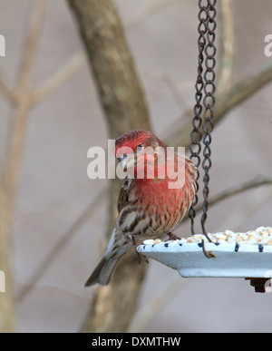 Männliche Haus Fink (Carpodacus Mexicanus) am Vogelhäuschen. Stockfoto