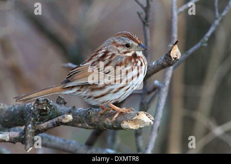 Singammer (Melospiza Melodia) auf Ästen. Stockfoto