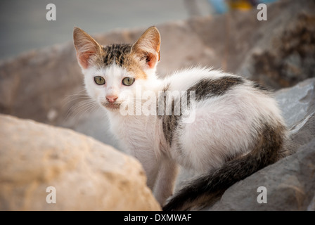 niedliche kleine Kätzchen sitzen auf den Felsen Stockfoto