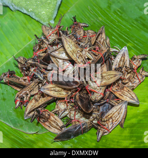 Gekochte Insekten, Markt in Zentral-Thailand Stockfoto