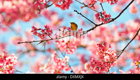 Eine orientalische White-eye Vogel, stehend auf die wilde Himalaya Kirsche Blüte, genommen in Thailand Stockfoto