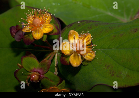 Hypericum Inodorum Ysella, gelb, gold Blumen und roten Beeren in einem privaten Garten, Novato, Kalifornien, USA. Stockfoto