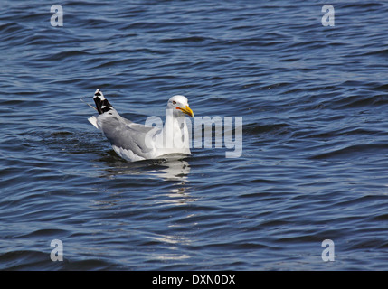 Silbermöwe, Baden im Fluss Stockfoto