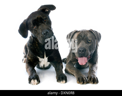 italienische Dogge vor weißem Hintergrund Stockfoto