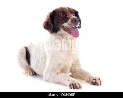 Porträt von einem französischen Spaniel vor weißem Hintergrund Stockfoto