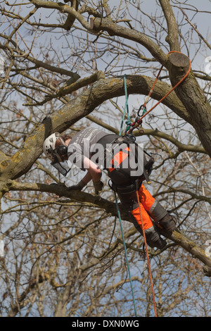 Baumpfleger, Klettern und durch Sicherheitsgurt zu anliegenden Äste und Zweige von einer Eiche (Quercus Robur) gesichert. Stockfoto