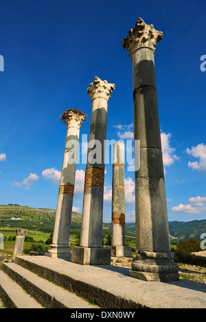 Die korinthischen Säulen des kapitolinischen Tempels, Ausgrabungsstätte Volubilis, in der Nähe von Meknès, Marokko Stockfoto