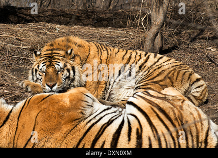 Sibirische Tiger in Harbin die sibirischen TIger Park & Forschungszentrum. Stockfoto