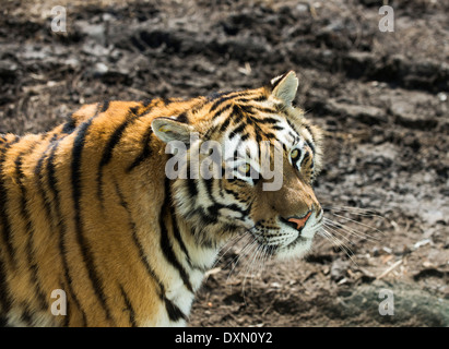 Sibirische Tiger in Harbin die sibirischen TIger Park & Forschungszentrum. Stockfoto