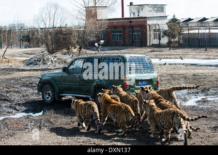 Sibirische Tiger in Harbin die sibirischen TIger Park & Forschungszentrum. Stockfoto