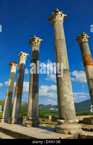 Die korinthischen Säulen des kapitolinischen Tempels, Ausgrabungsstätte Volubilis, in der Nähe von Meknès, Marokko Stockfoto