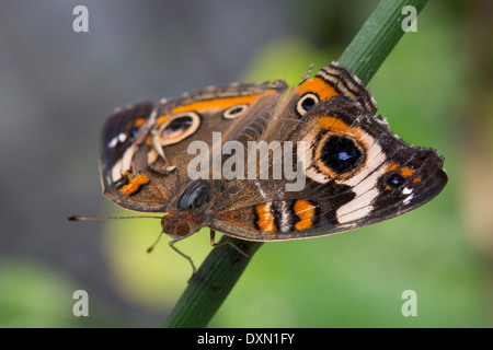 Gemeinsamen Buckeye (Iunonia Coenia) Schmetterling Stockfoto