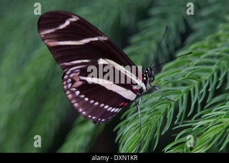 Seitenansicht eines Schmetterlings Zebra Longwing (Heliconius Charitonius) Stockfoto