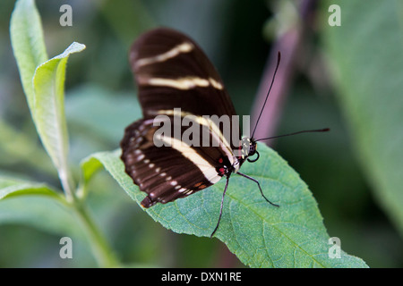 Seitenansicht eines Schmetterlings Zebra Longwing (Heliconius Charitonius) auf einem grünen Blatt Stockfoto