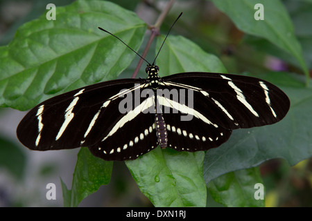 Zebra Longwing (Heliconius Charitonius) Schmetterling auf einem grünen Blatt Stockfoto