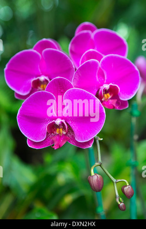Hot pink Magenta lila Orchideen Stockfoto