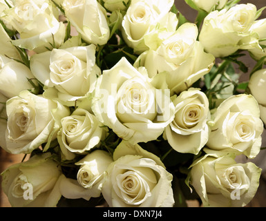 Große Haufen von grünlich weißen Rosen Stockfoto