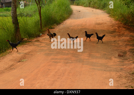 Warum sind die Chicken crossing? Stockfoto