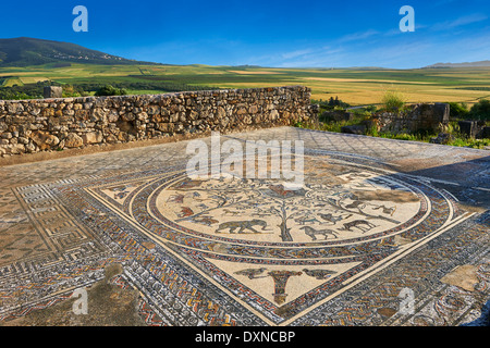 Römisches Mosaik aus The House of Orpheus zeigt Orpheus spielt eine laute und afrikanische Tiere Ausgrabungsstätte Volubilis, Marokko Stockfoto