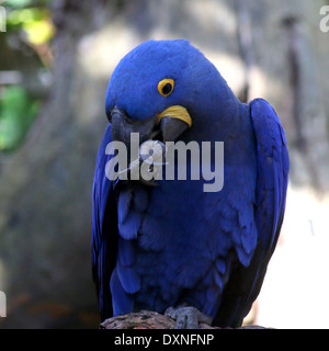 South American Hyazinth-Ara (Anodorhynchus Hyacinthinus). Größten Papageienarten in der Welt fand in Brasilien, Bolivien und Paraguay. Stockfoto