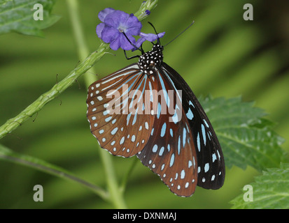 Dark Blue Tiger Butterfly (Tirumala Septentrionis) auf Nahrungssuche auf einer blauen tropischen Blume Stockfoto