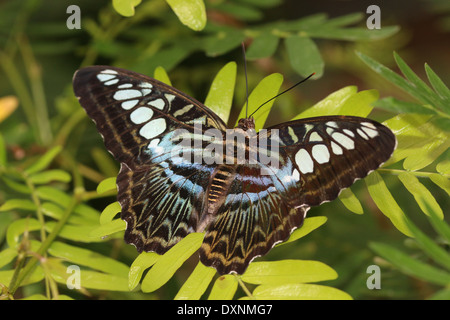 Clipper Schmetterling (Parthenos Sylvia) auf Futtersuche auf einem gelben tropischen Blume Stockfoto