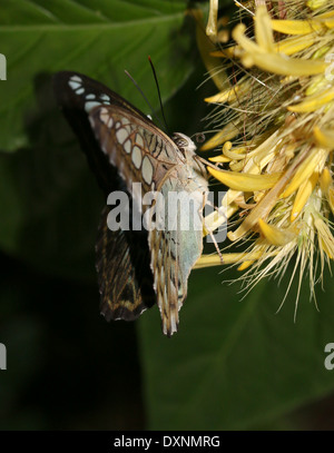 Clipper Schmetterling (Parthenos Sylvia) auf Futtersuche auf einem gelben tropischen Blume Stockfoto