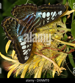 Clipper Schmetterling (Parthenos Sylvia) auf Futtersuche auf einem gelben tropischen Blume Stockfoto