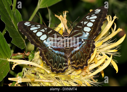 Clipper Schmetterling (Parthenos Sylvia) auf Futtersuche auf einem gelben tropischen Blume Stockfoto