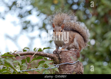 Städtischen Grauhörnchen auf einem Baumstumpf befasst sich mit der Kamera Stockfoto