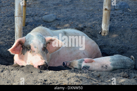 Bauernhof Schwein mit einem Schweinchen ruhen und schlafen in einem Schlamm und Schatten Stockfoto