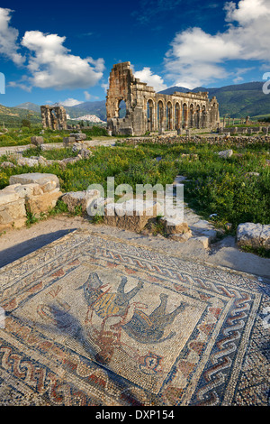 Fassade der Basilika in Volubilis und ein römisches Mosaik Bacchus archäologische Stätte, in der Nähe von Meknès, Marokko Stockfoto