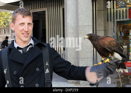 Ein Falkner in Central London mit einem Harris Hawk saß auf seinem Behandschuhten Handgelenk. Beschäftigt Tauben von öffentlichen Gebäuden zu erschrecken. Stockfoto