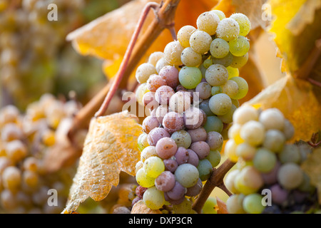 Nahaufnahme der Trauben im Weinberg im Herbst, Flusstal der Mosel, Moseltal, Deutschland Stockfoto