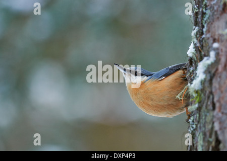 Kleiber auf einen Stamm der Lärche in der klassischen position Stockfoto